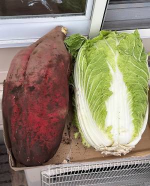 さつまいものサイズがバグった！　白菜と比較すると？