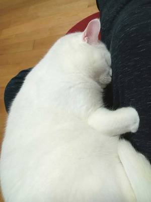 暖房器具を使わない猫　寝る場所が…「嫉妬する」