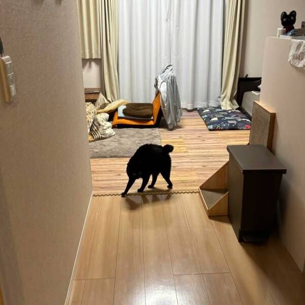 猫の写真