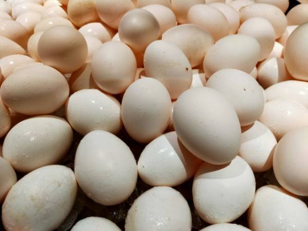 買った卵を洗ってしまうと…　意外なリスクに「やりません」