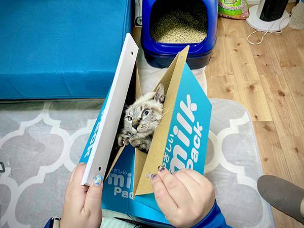 島忠ホームズで売ってた！『巨大牛乳パック』の使い道は…「欲しいです！」