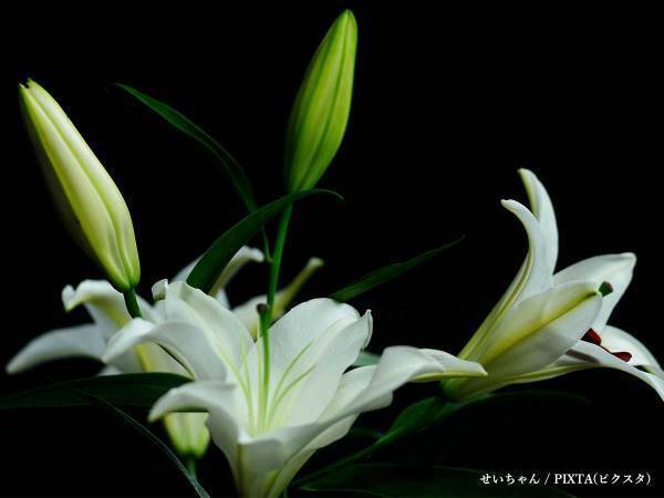 歌舞伎俳優、市川團蔵さんが逝去　「もっと見たかった」「早すぎる」