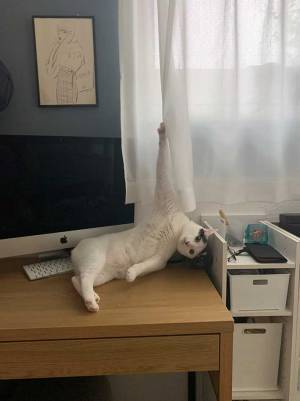 猫「終わったわ…」　動けなくなった時の１枚に、吹き出す！