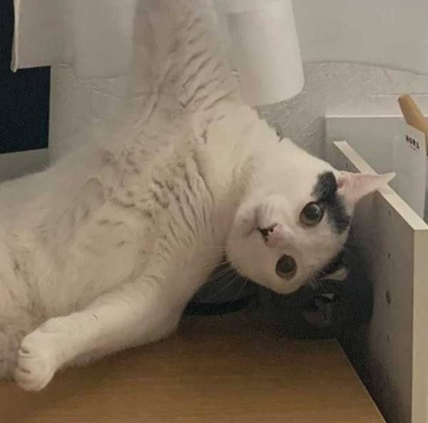 猫「終わったわ…」　動けなくなった時の１枚に、吹き出す！