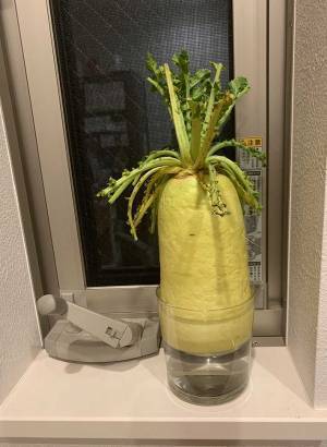「シワシワだったから水に浸けていたら…」　大根の写真に、笑う！