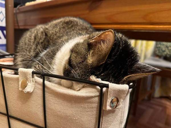 猫が寝ていたのは…　飼い主がピンチになったワケに「これは仕方ない」「笑った」