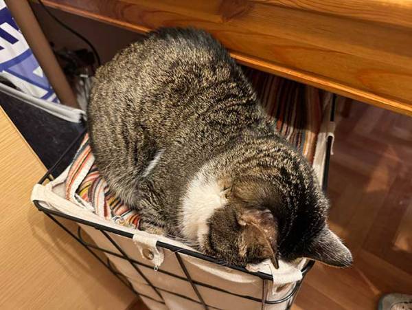 猫が寝ていたのは…　飼い主がピンチになったワケに「これは仕方ない」「笑った」