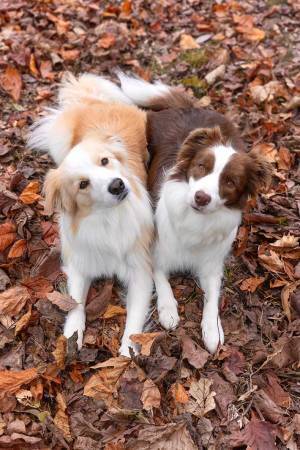 飼い主「シンメトリーイッヌ」　１枚に「CMに出てほしい」「カレンダーに採用されるやつ」