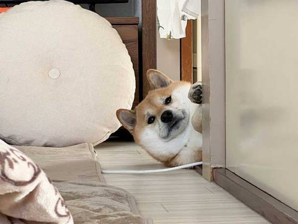 袋を開けた飼い主　すると、柴犬が…「吹き出した」「たまらん」