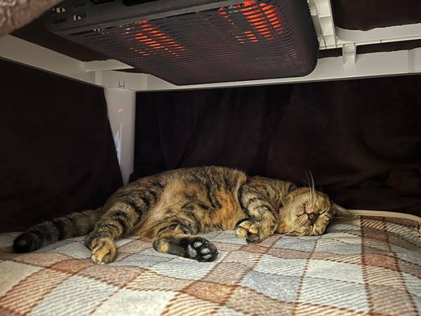 こたつが気持ちよすぎた元野良猫　目を疑う表情に「笑った」「もう出てこられないね」