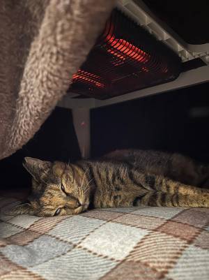 こたつが気持ちよすぎた元野良猫　目を疑う表情に「笑った」「もう出てこられないね」