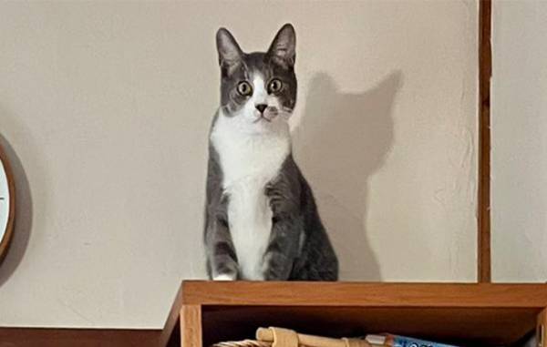 クリスマスツリーを出した男性　数分後の光景に「笑った」「５分も経っていないのに」