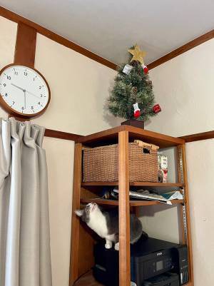 クリスマスツリーを出した男性　数分後の光景に「笑った」「５分も経っていないのに」