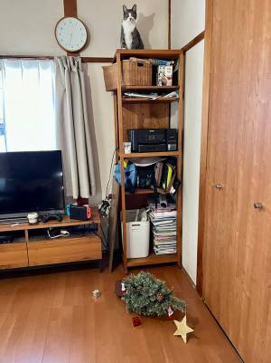 クリスマスツリーを出した男性　数分後の光景に「笑った」「５分も経っていないのに」