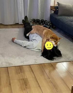 寝床として選んだ場所が？　柴犬の１枚に「めっちゃ笑った」「えぐい」