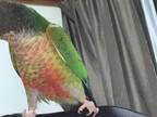 インコの行動に１２万人が爆笑　飼い主の肩に乗ったと思ったら…？