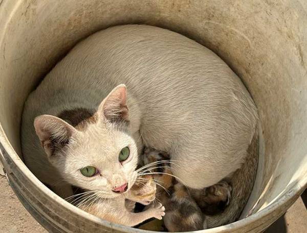 「命が爆誕していた」　バケツの中にいたのは…？