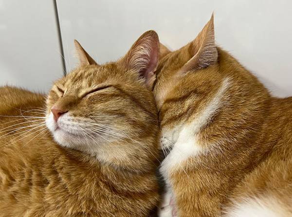 猫の『寒さ対策』　飼い主がとらえた１枚に「めり込みすぎでは」「固まってる」