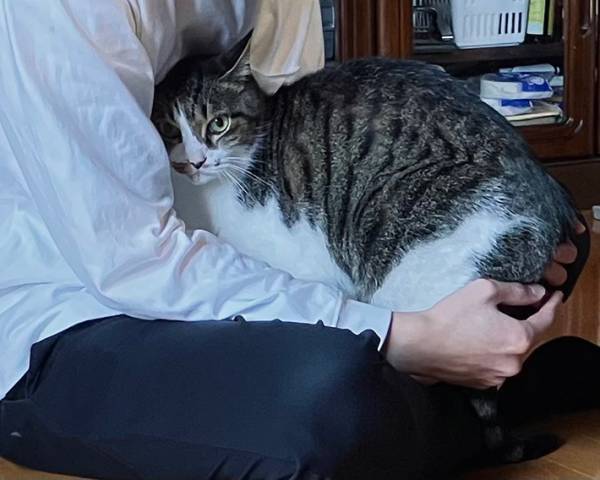 爪を切られた猫　その後の行動に「完全に被害者面」「爆笑した」