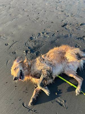 飼い主「普通に散歩したい」　愛犬の１枚に「やり切った感満載」「拍手」