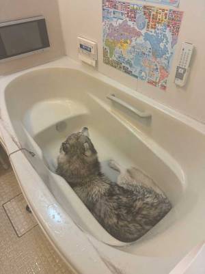 お風呂に入ろうとしたら？　浴室の光景に「このままだとお湯がはれない」