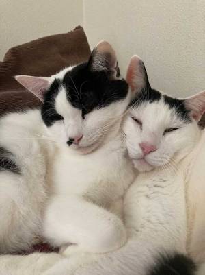 「生き別れた兄弟かな」　血縁関係のない２匹の写真に「素敵」「感動の再会みたい」