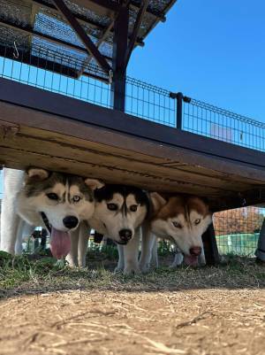 追いかけっこをしていた３匹のハスキー　すると一斉に…「入れ物に入った団子のよう」