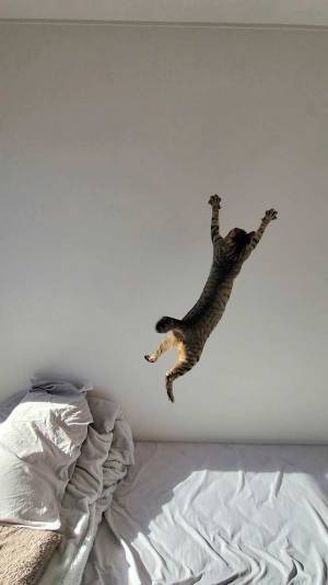 「元気しかない保護猫ちゃん」　飼い主が見た光景に「笑った」「元気貰える」