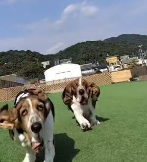 犬の写真