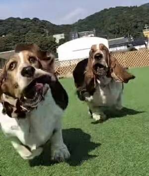 犬の写真