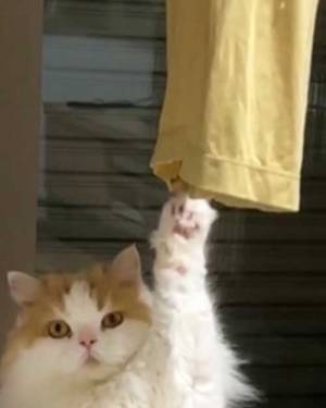 洗濯物に引っかかっているのは？　生き物の姿に「助けてほしそう」「ご利益ありそう」