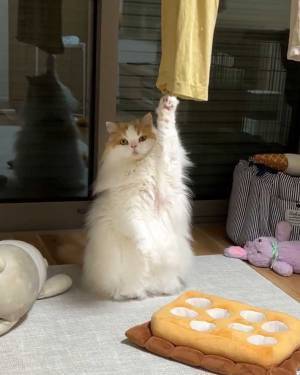 洗濯物に引っかかっているのは？　生き物の姿に「助けてほしそう」「ご利益ありそう」