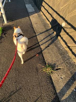 太陽に照らされる愛犬　足元を見ると…「強そう」「にゃんこ大戦争みたい」