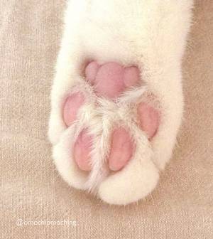 猫の肉球に注目が集まった？　ワケに「猫って最強」「尊い」