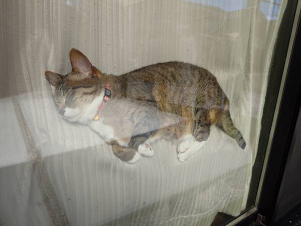 飼い主「疲れも吹っ飛ぶわ」　猫が寝ていた場所に３５万『いいね』