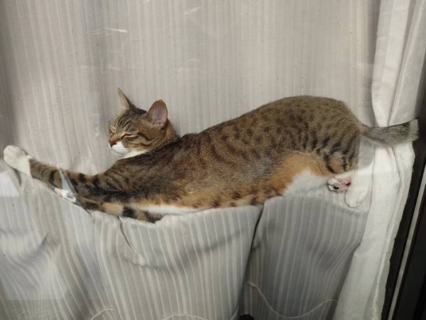 飼い主「疲れも吹っ飛ぶわ」　猫が寝ていた場所に３５万『いいね』