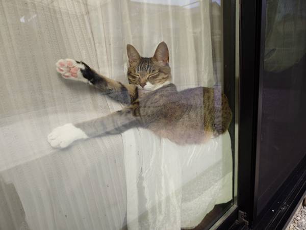 飼い主「疲れも吹っ飛ぶわ」　猫が寝ていた場所に３５万『いいね』