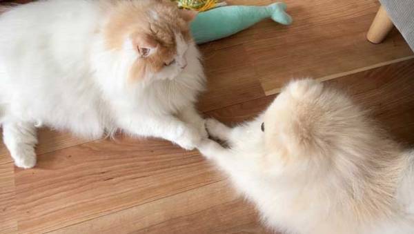 『手をつなぐ』犬と猫が話題　尊すぎる１枚に「愛を感じる」「絆が美しい」