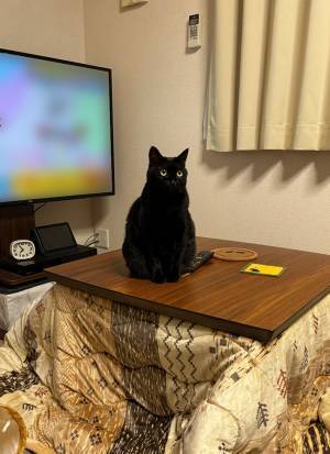 テーブルに乗って怒られた猫　表情を見ると…？