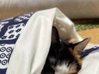 猫が眠っていたのは？　飼い主の１枚に「使い方を完全に理解している」