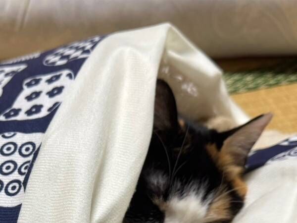 猫が眠っていたのは？　飼い主の１枚に「使い方を完全に理解している」