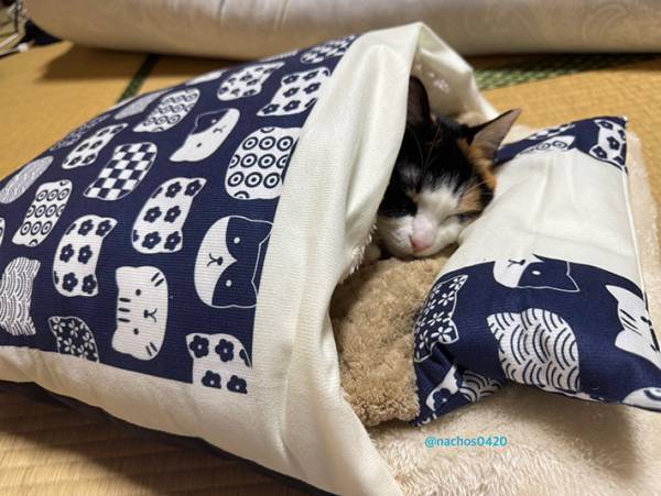 猫が眠っていたのは？　飼い主の１枚に「使い方を完全に理解している」