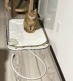 寒い日の朝、ホットカーペットを見ると？　「ごめーん！」「圧が強いって」