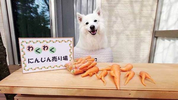 『ニンジン売り場』にいるのは？　正体に「しっかりと見張っているね」
