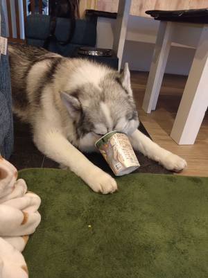 「『諦めたら試合終了』という熱意」　ハスキーが食事中に？