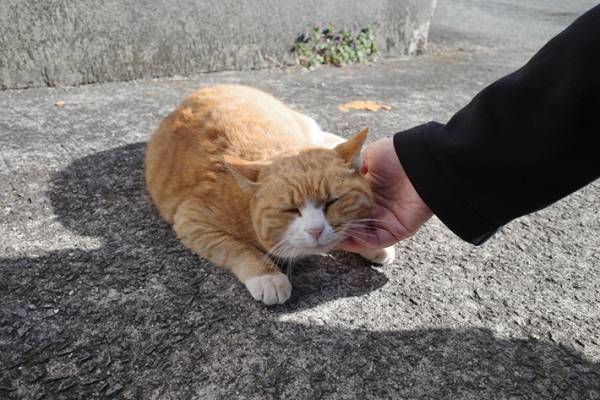 ケンカに負けた猫に１５万人が『いいね』　通行人が見た光景に「優しい世界」「愛おしい」