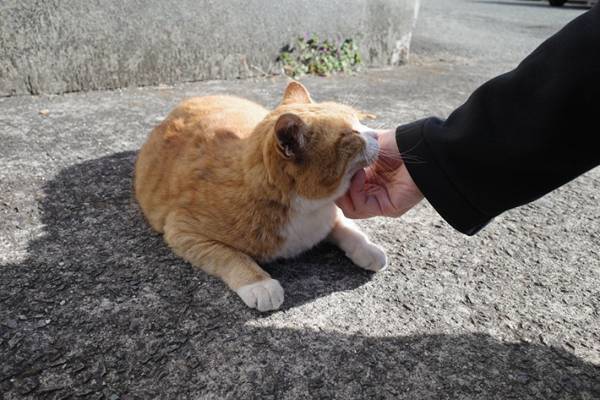 ケンカに負けた猫に１５万人が『いいね』　通行人が見た光景に「優しい世界」「愛おしい」