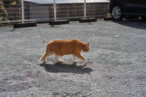 ケンカに負けた猫に１５万人が『いいね』　通行人が見た光景に「優しい世界」「愛おしい」