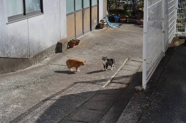 ケンカに負けた猫に１５万人が『いいね』　通行人が見た光景に「優しい世界」「愛おしい」