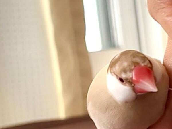 飼い主「絶対に降りない」　文鳥が大好きだという場所とは？